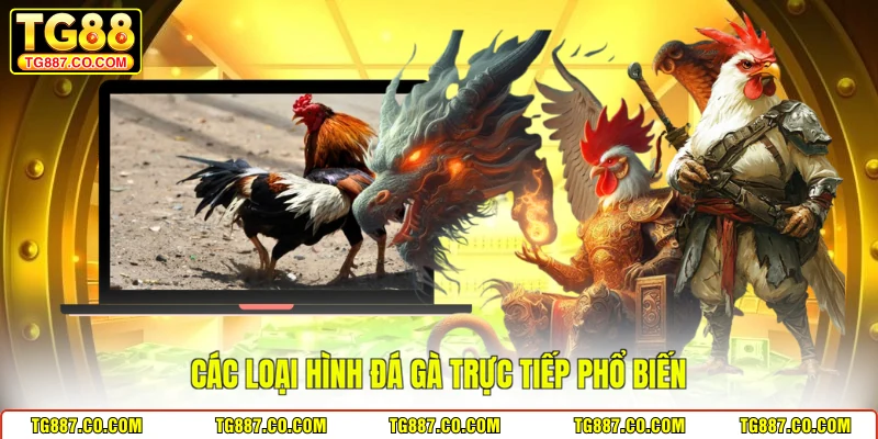 Các loại hình đá gà trực tiếp phổ biến