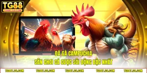Đá Gà Campuchia - Sân Chơi Cá Cược Sôi Động Bậc Nhất