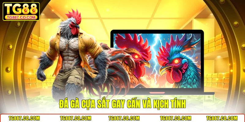 Đá gà cựa sắt gay cấn và kịch tính