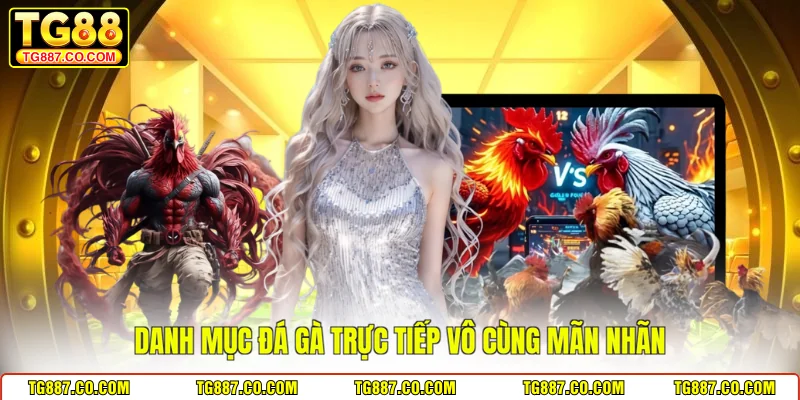 Danh mục đá gà trực tiếp vô cùng mãn nhãn