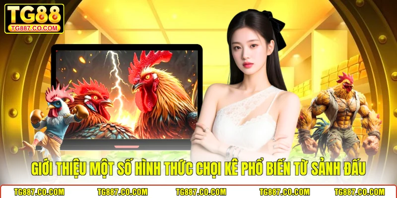 Giới thiệu một số hình thức chọi kê phổ biến từ sảnh đấu