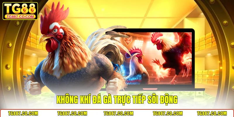 Không khí đá gà trực tiếp sôi động